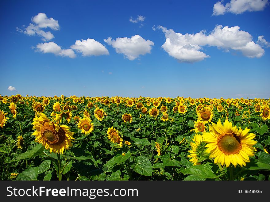 Field sunflower on a  sky