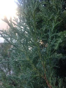 Juniper Tree With Rain Drops After Rain During Sunset In Winter. Stock Image Juniper Tree With Rain Drops After Rain During Sunset In Winter. Stock Image