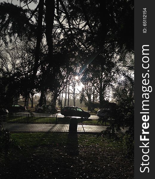 Lincoln Park in Jersey City, NJ with Dark Cloudy Sky during Rain in Winter - View from under Taxus Baccata &#x28;English Yew&#x29; Tree &#x28;Hiding from Rain&#x29;. Lincoln Park in Jersey City, NJ with Dark Cloudy Sky during Rain in Winter - View from under Taxus Baccata &#x28;English Yew&#x29; Tree &#x28;Hiding from Rain&#x29;.