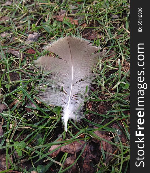 A Feather On A Lawn In A Park In Winter.