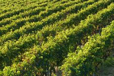 Vineyard Rows Royalty Free Stock Image Vineyard Rows Royalty Free Stock Image