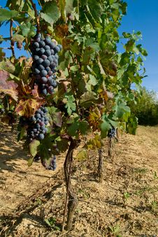 Vineyard Rows Stock Photos Vineyard Rows Stock Photos