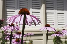 Echinacea Blooms In The Sunshine Stock Photos Echinacea Blooms In The Sunshine Stock Photos