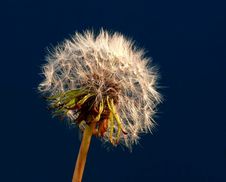 Dandelion Seeds Royalty Free Stock Photos Dandelion Seeds Royalty Free Stock Photos