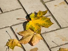 Autumn Maple Leaves Stock Photo Autumn Maple Leaves Stock Photo