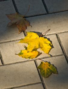 Autumn Maple Leaves Stock Photography Autumn Maple Leaves Stock Photography
