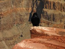 Raven At Rare Grand Canyon West View Royalty Free Stock Photo Raven At Rare Grand Canyon West View Royalty Free Stock Photo