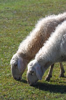 Sheep Grazing Royalty Free Stock Photo
