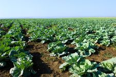 Green Cabbage Rows Stock Photography Green Cabbage Rows Stock Photography