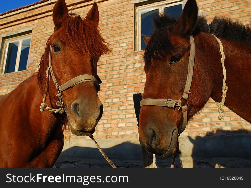 Horses talk in front of a brick house