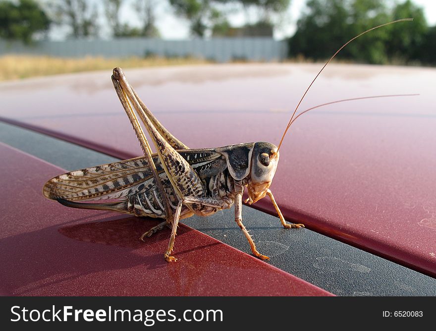 The locust sits on car's top