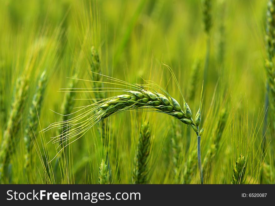 Close up shot of a green wheat field at spring