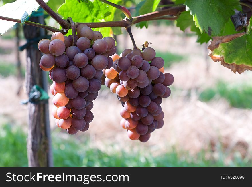 Red grapes in the field