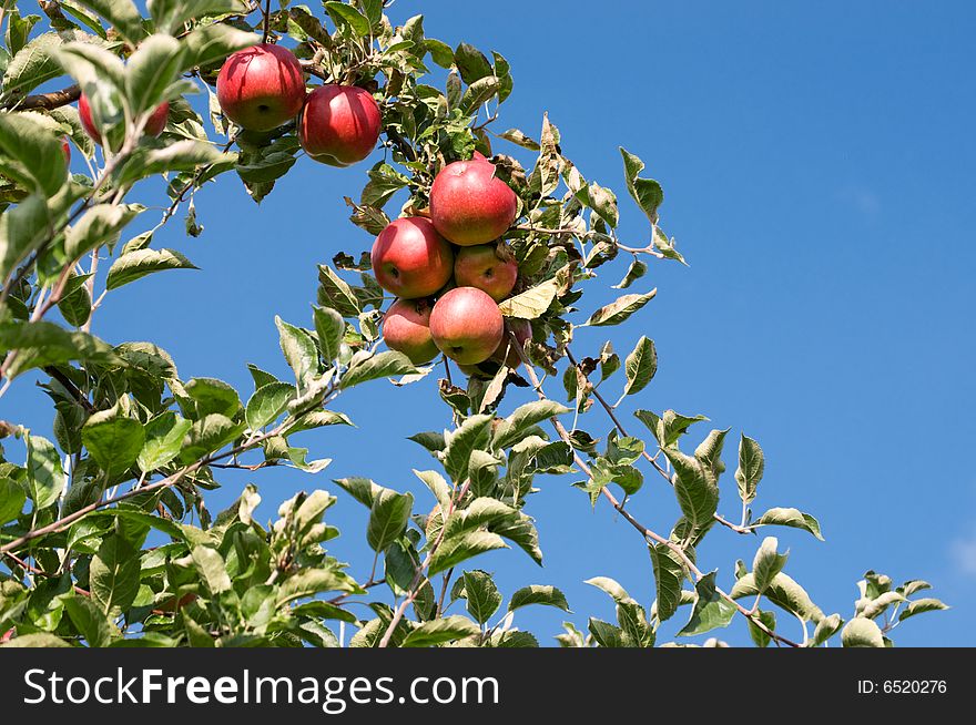 Red apples on sky background
