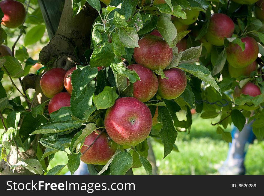 Red apples background in sunny day