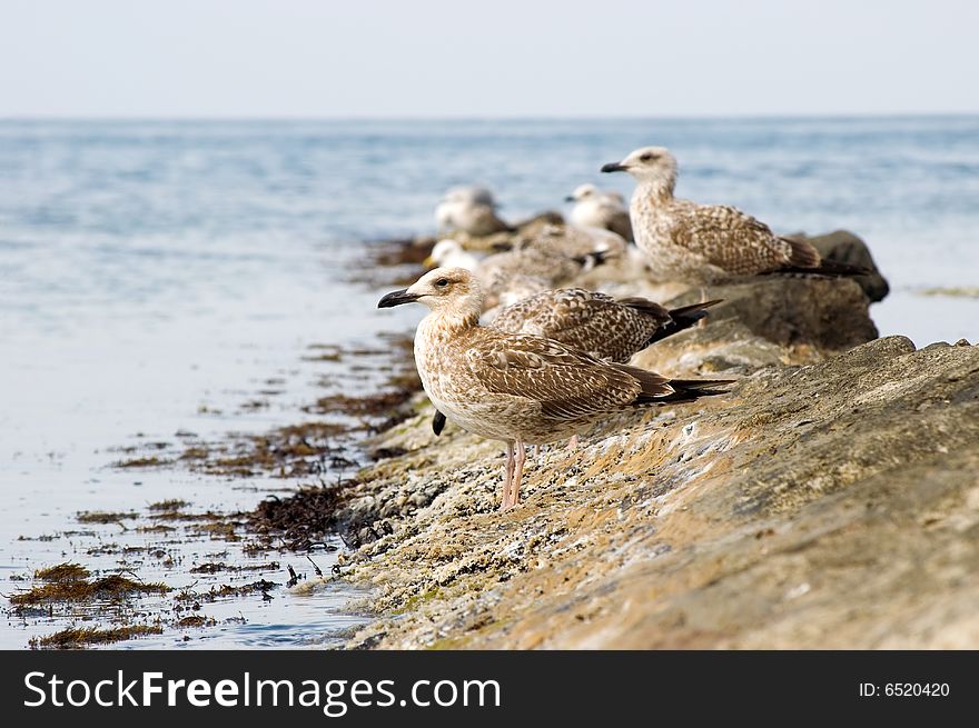 Some seagulls on stony sea coast. Some seagulls on stony sea coast