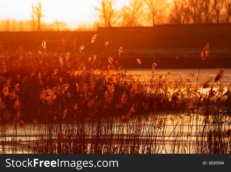 Abstract background of autumn reed in sunset