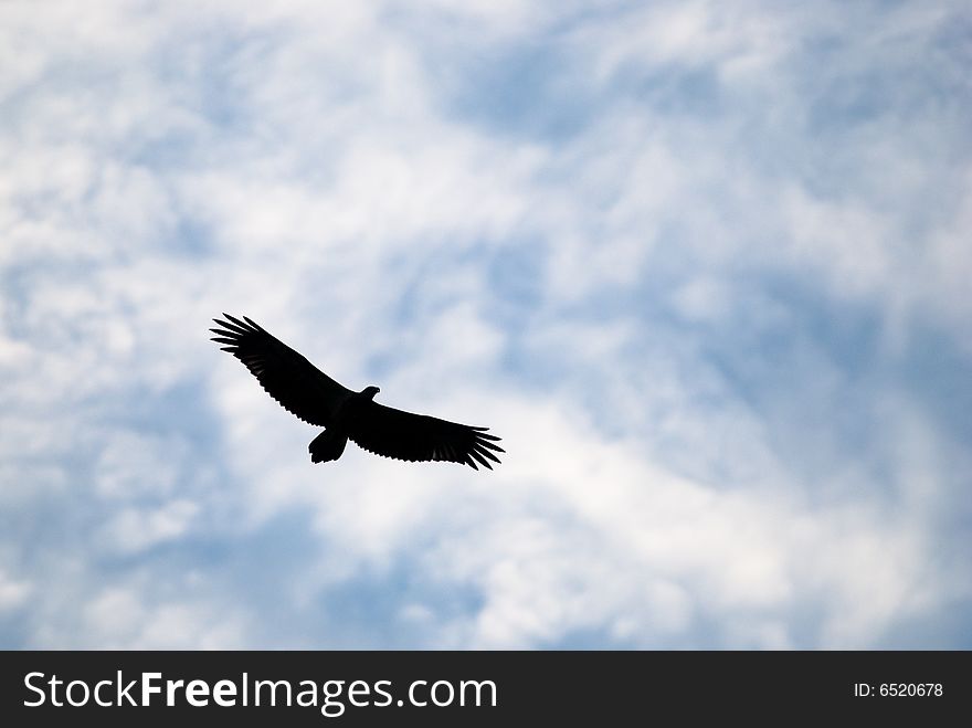 Silhouette of eagle in flight against cloudy sky. Silhouette of eagle in flight against cloudy sky