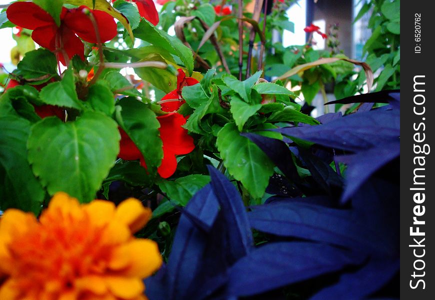 A patch of very colorful flowers as seen on Beaubien street in Montreal. A patch of very colorful flowers as seen on Beaubien street in Montreal