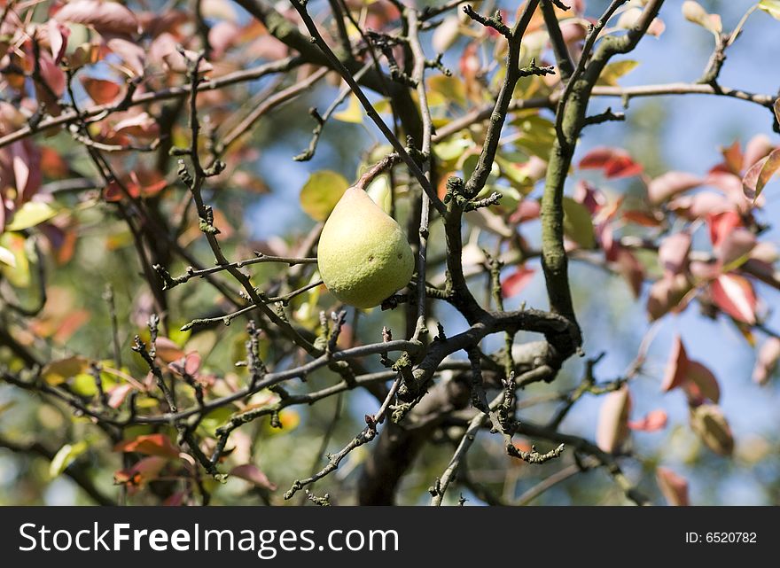 Pear and leaf in an autum image