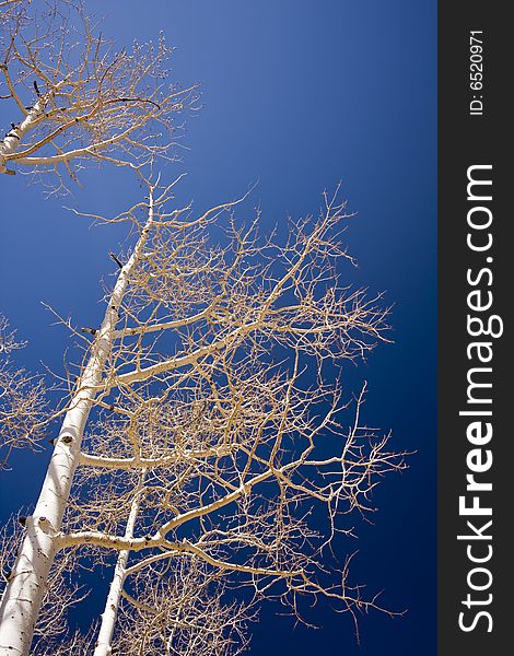 Birch trees against blue sky