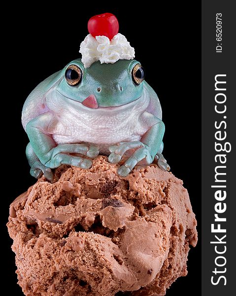 A whites tree frog is sitting on a scoop of ice cream and has whip cream and a cherry on his head. A whites tree frog is sitting on a scoop of ice cream and has whip cream and a cherry on his head.