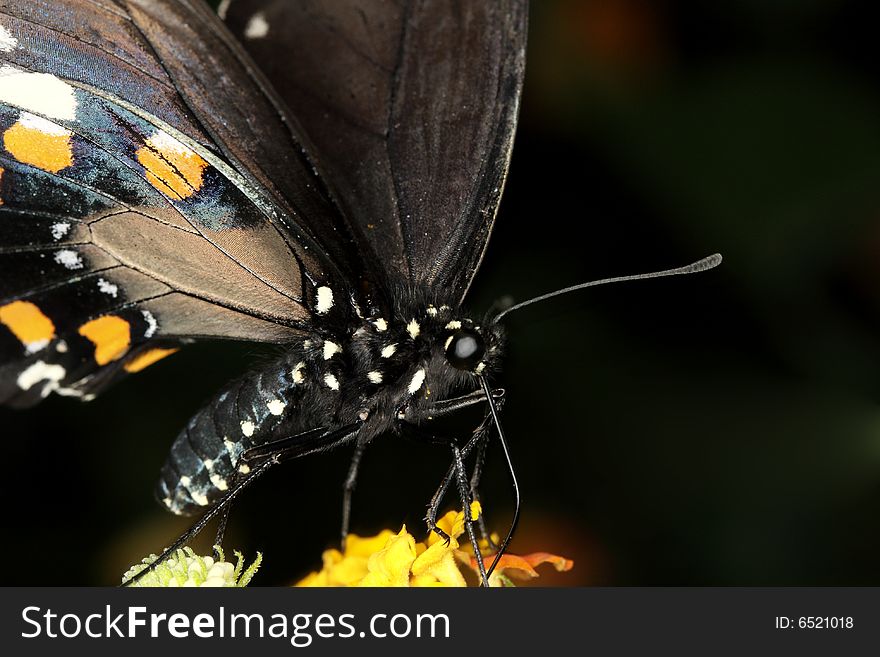 Black Swallowtail Butterfly (Papilio Polyxenes)