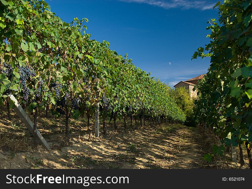 Barbera vineyard rows in Piemonte, Italy