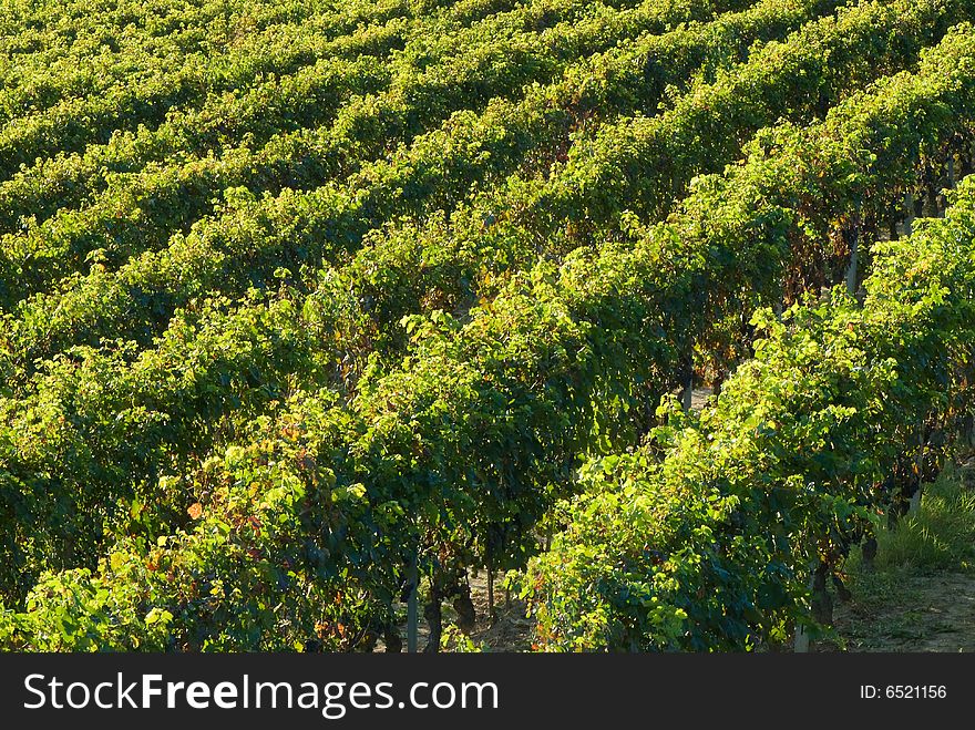 Barbera vineyard rows in Piemonte, Italy