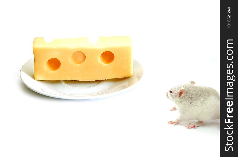 Mouse and cheese on white background