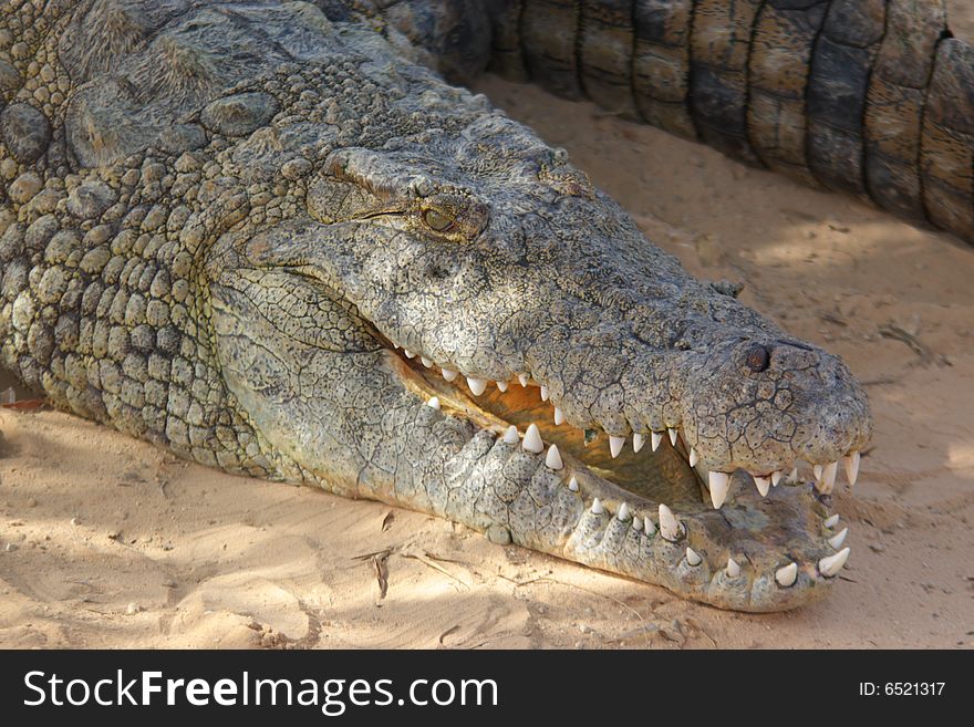 Adult crocodile head