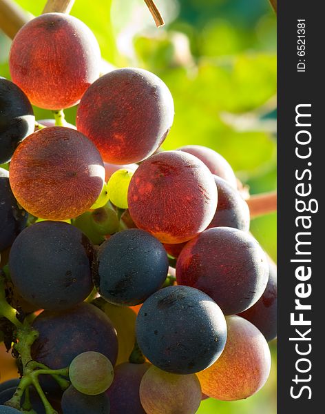 Red grapes in sunset light. Shallow dof. Red grapes in sunset light. Shallow dof