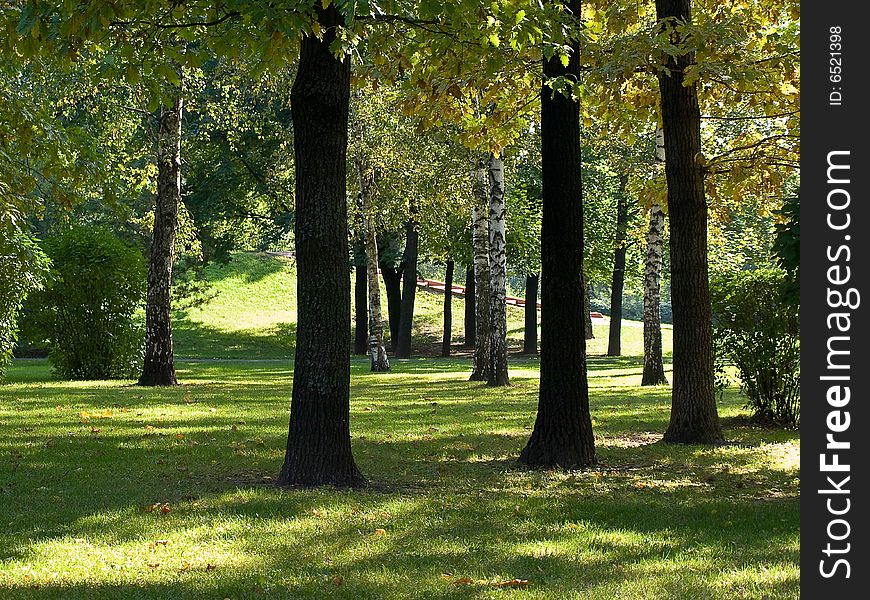 Autumn grove with sun shadows on the grass. Autumn grove with sun shadows on the grass
