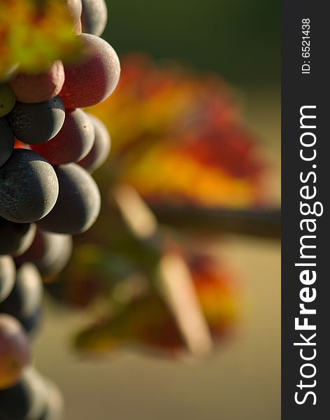 Red grapes in sunset light. Shallow dof. Red grapes in sunset light. Shallow dof