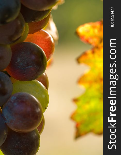 Red grapes in sunset light. Shallow dof. Red grapes in sunset light. Shallow dof