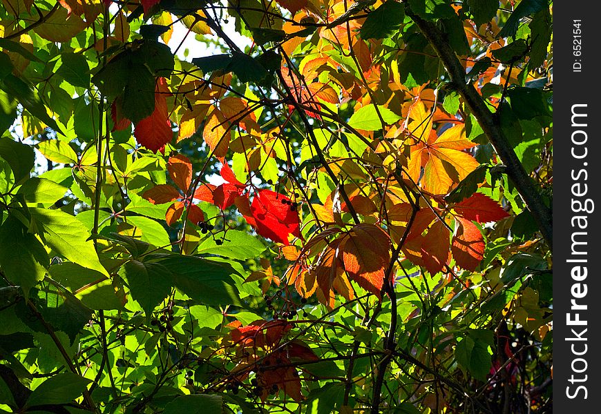 Multi-coloured autumn foliage in a sunny day. Multi-coloured autumn foliage in a sunny day