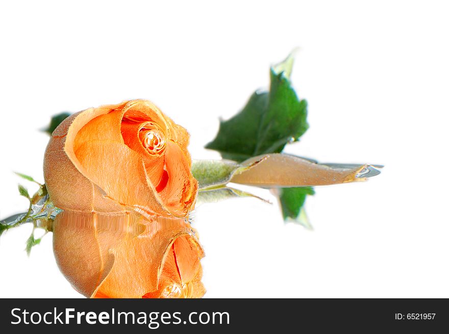 Rose in water  on white background