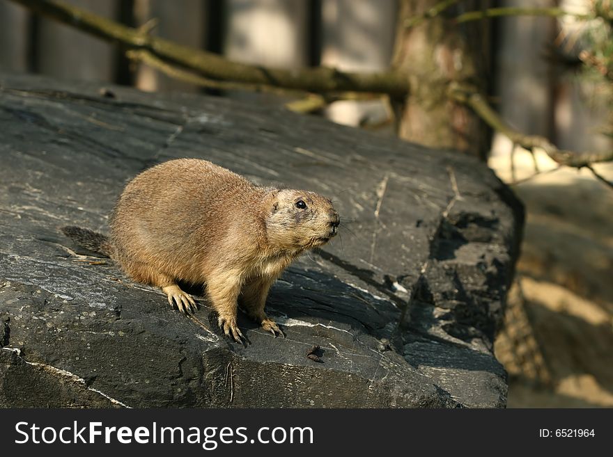 Animals: Prairie dog standing on a rock and looking to the right