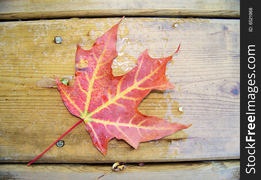 Red maple leave on the wet planking. Red maple leave on the wet planking