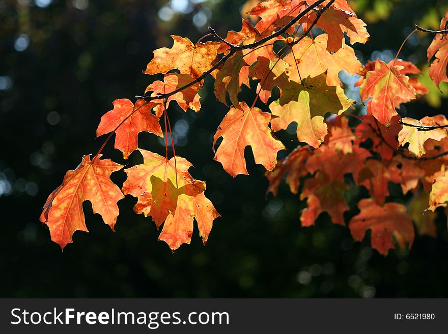 Red and yellow maple leaves on the dark background. Red and yellow maple leaves on the dark background