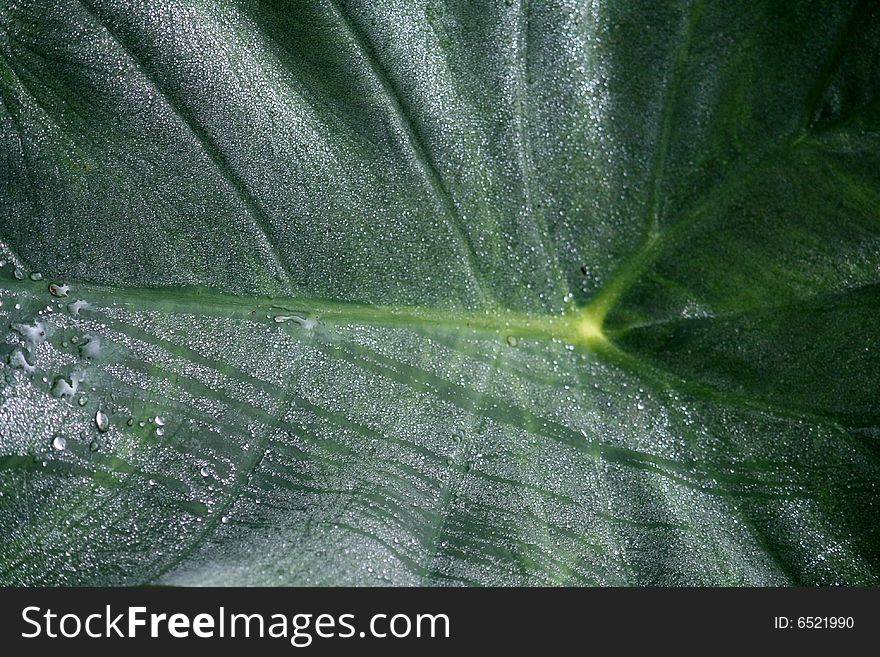 Close up picture of green leave as a background