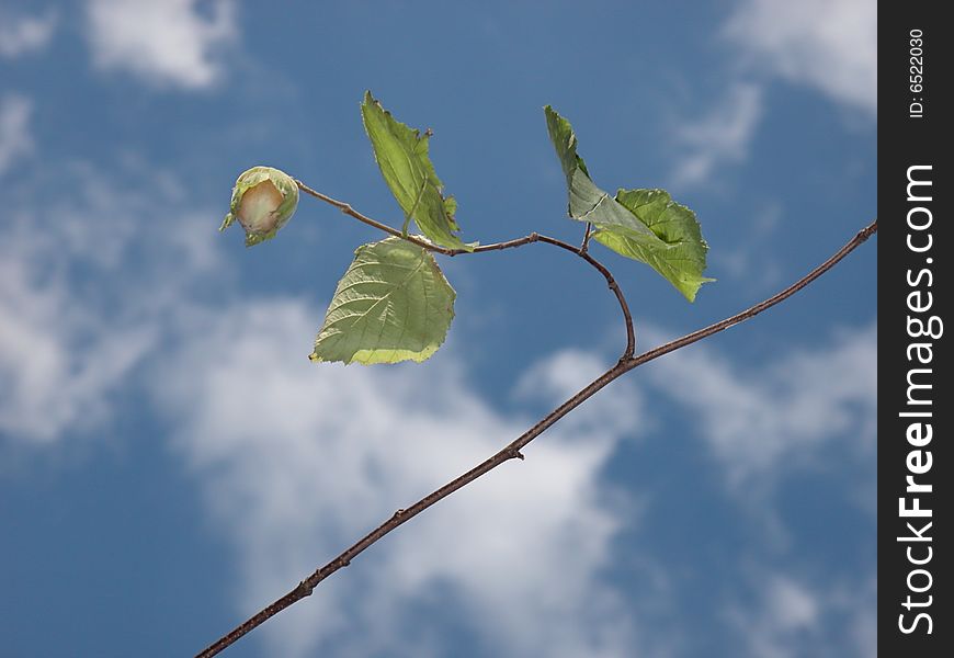 The branch and the fruit of hazelnut, against the background of the sky. The branch and the fruit of hazelnut, against the background of the sky.