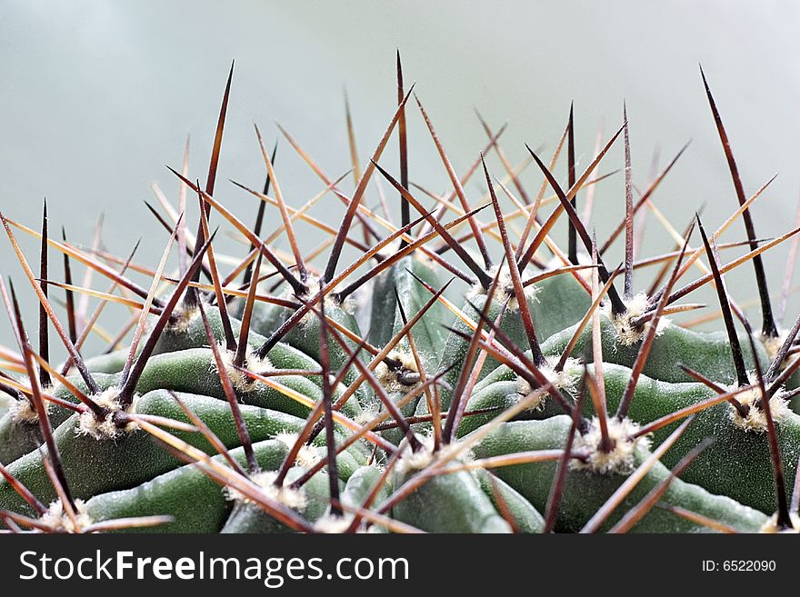 Crest of a cactus with long thorns. Crest of a cactus with long thorns