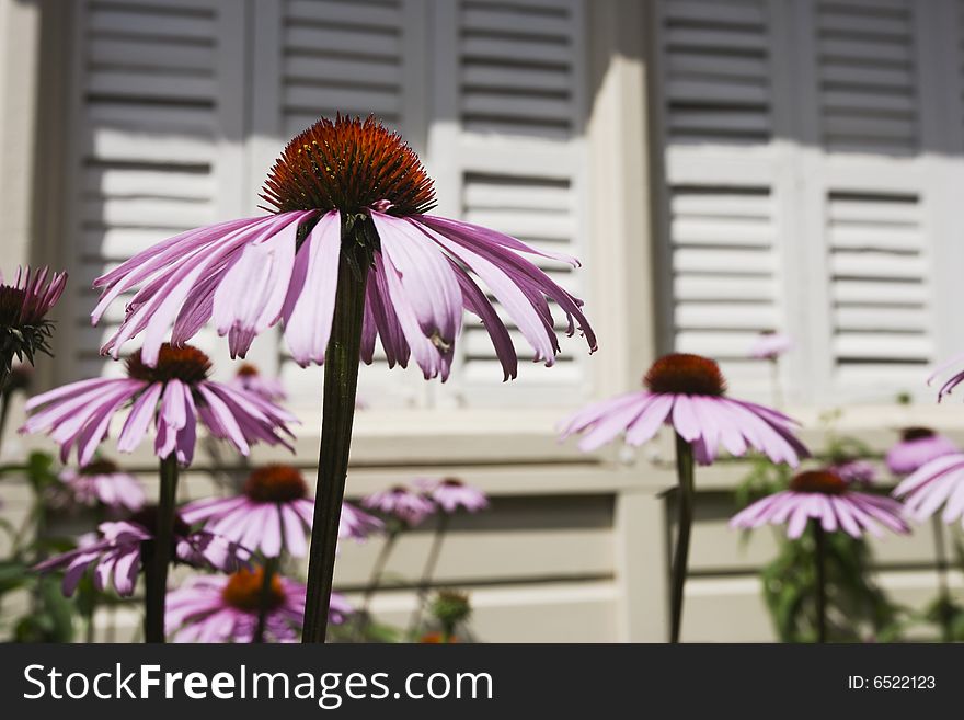 Purple Cone flowers on a background of wood shutters. Purple Cone flowers on a background of wood shutters