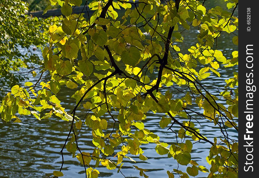 Yellow lime foliage over autumn lake. Yellow lime foliage over autumn lake