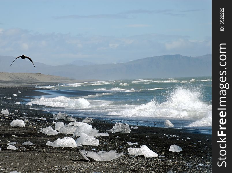 Coast scene in Iceland, glacier ice and a flying tern on the beach. Coast scene in Iceland, glacier ice and a flying tern on the beach