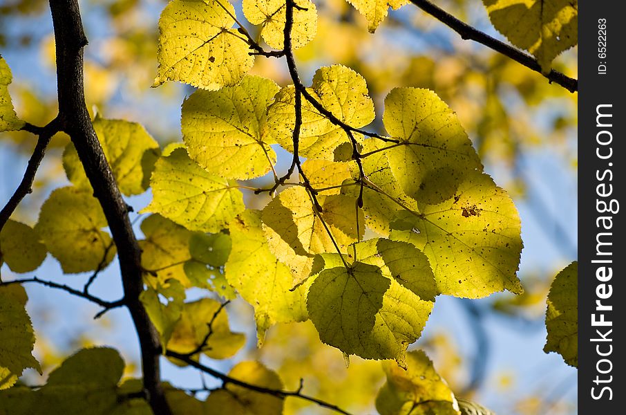 Branch with yellow lime autumn leaves against the blue sky