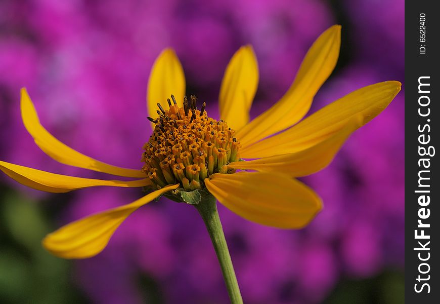 Sunflower in front of purple flowers