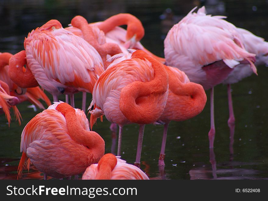 Group of pink flamingos staying together