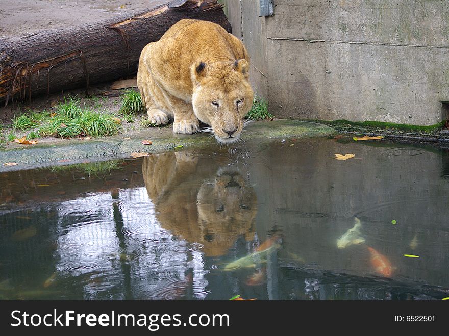 Lion lady is drinking water